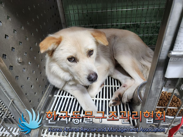 한국동물구조관리협회_441560202301005