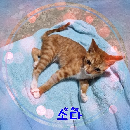 군산유기동물보호센터_445467202301701
