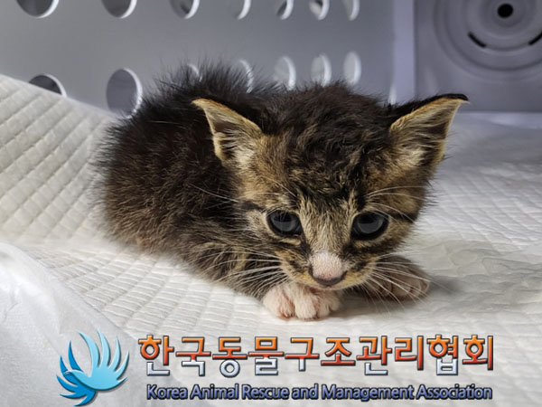 한국동물구조관리협회_441382202300545