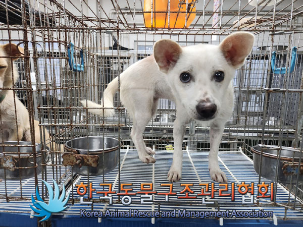 한국동물구조관리협회_441560202300997