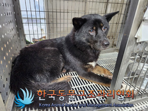 한국동물구조관리협회_411312202300508