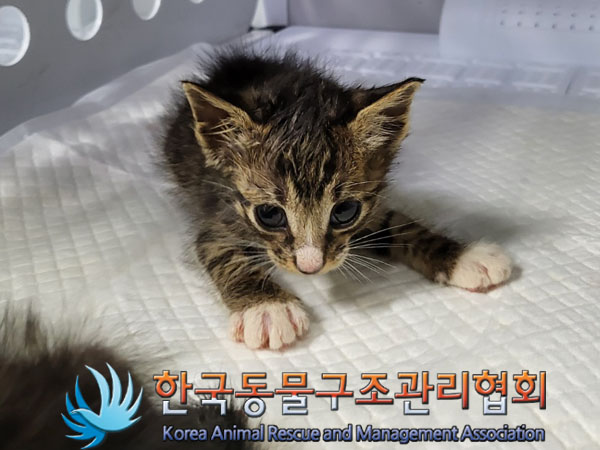 한국동물구조관리협회_441382202300544