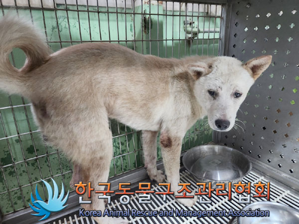한국동물구조관리협회_441382202300543