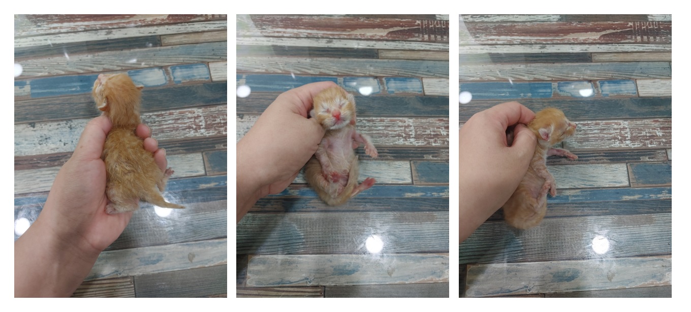 스타캣츠_441393202301544