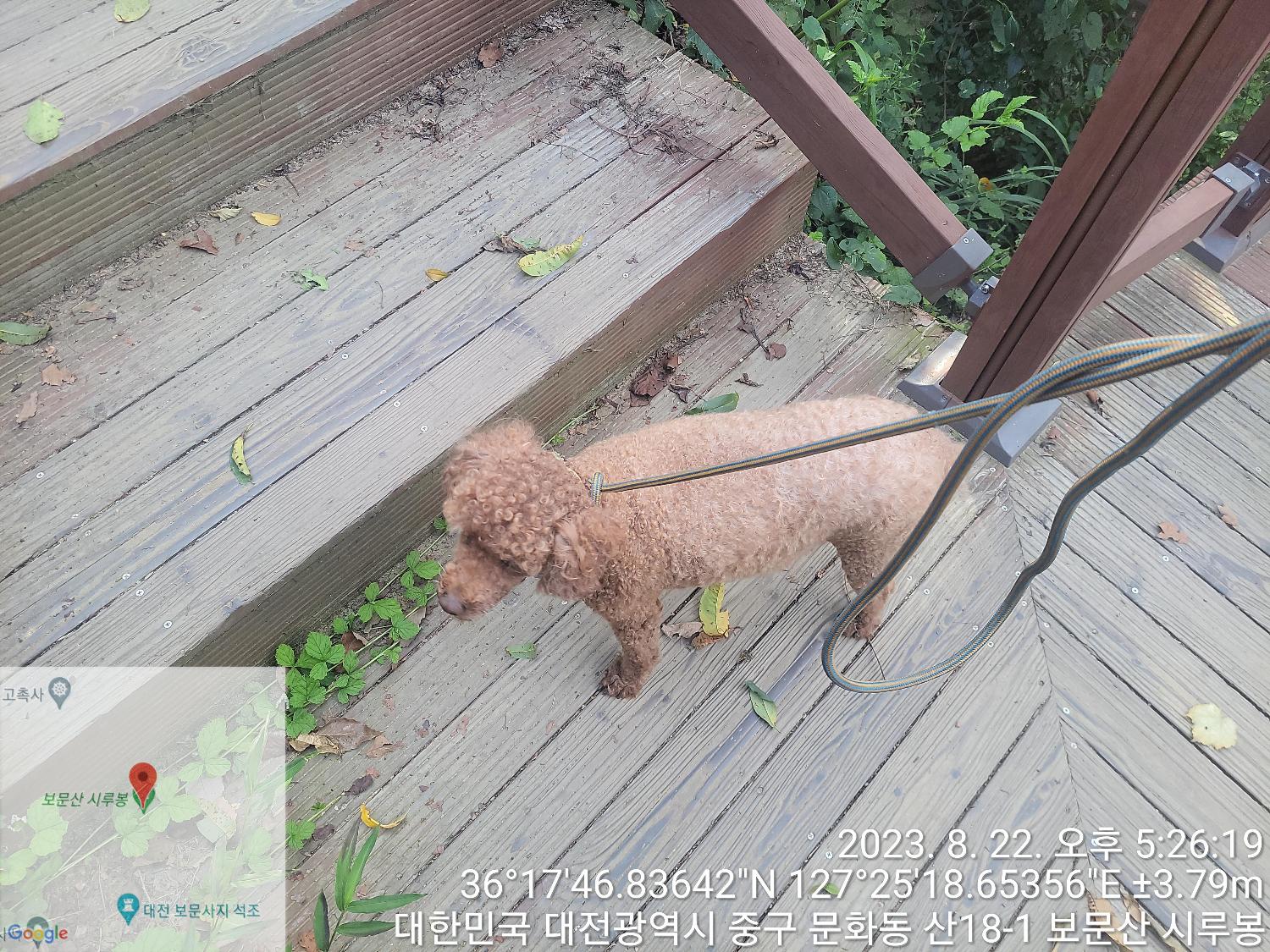 대전동물보호센터_430365202300380
