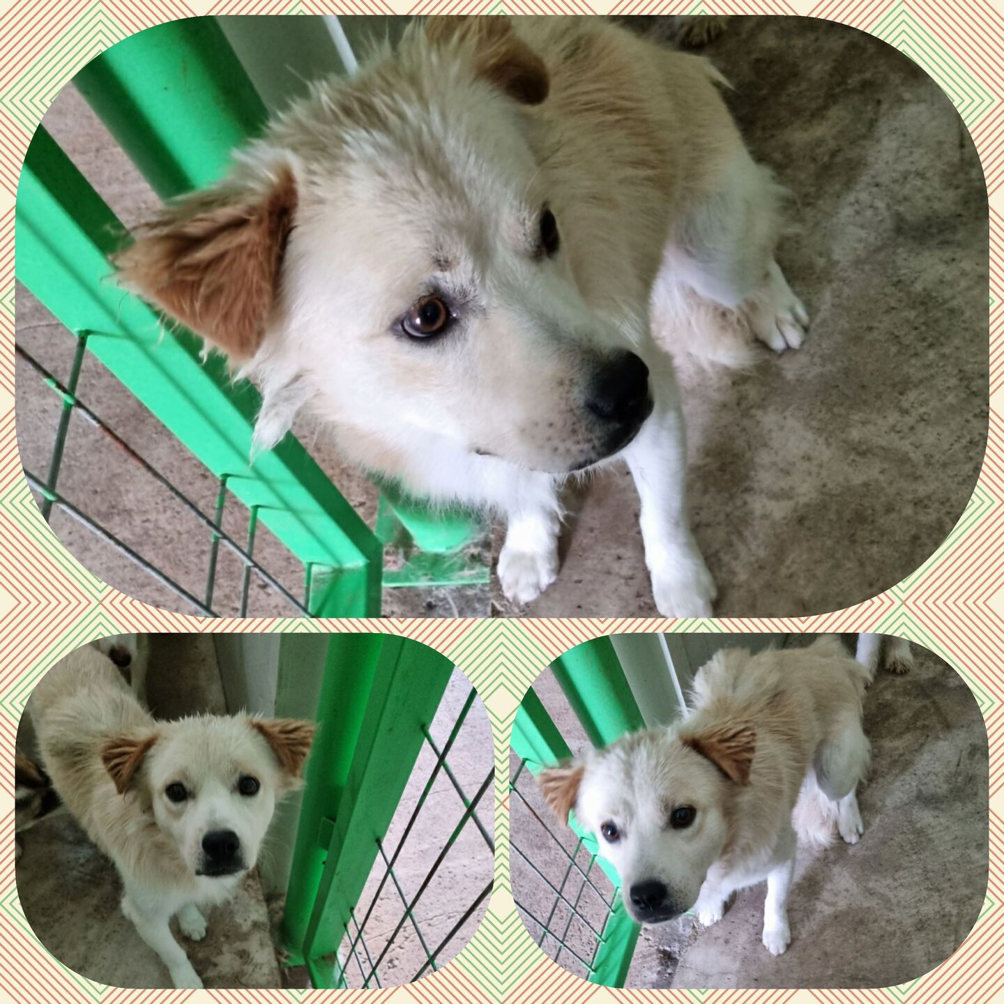 부안군 동물보호센터_445479202300726