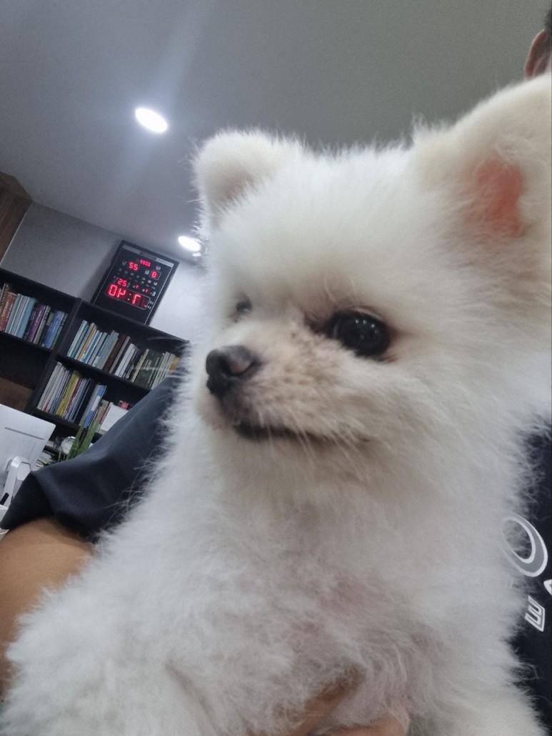 우성동물병원_427514202300314