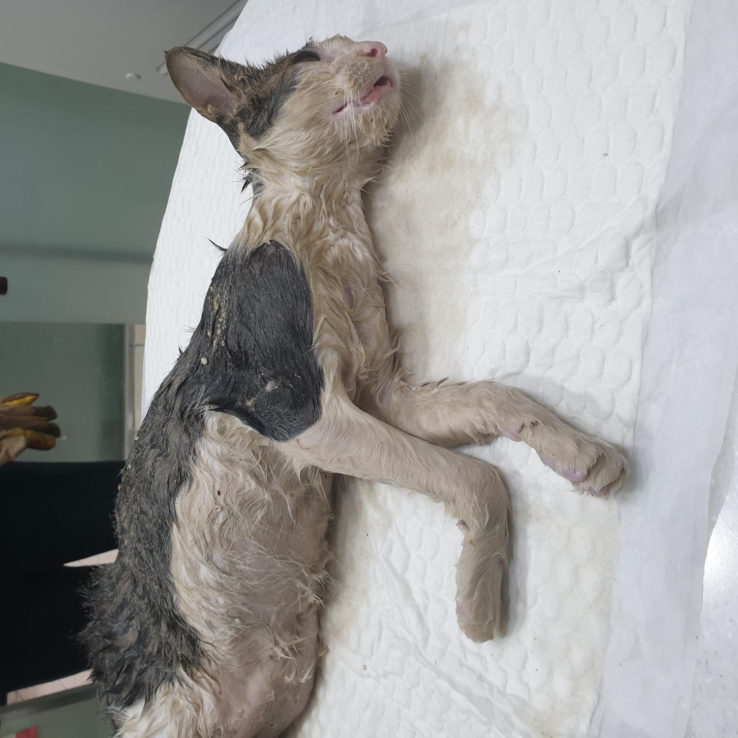 홍익동물병원_411313202300587