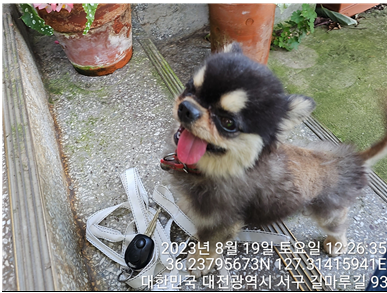 대전동물보호센터_430366202300500