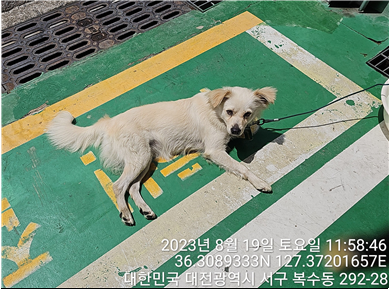 대전동물보호센터_430366202300499