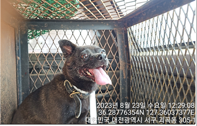 대전동물보호센터_430366202300504