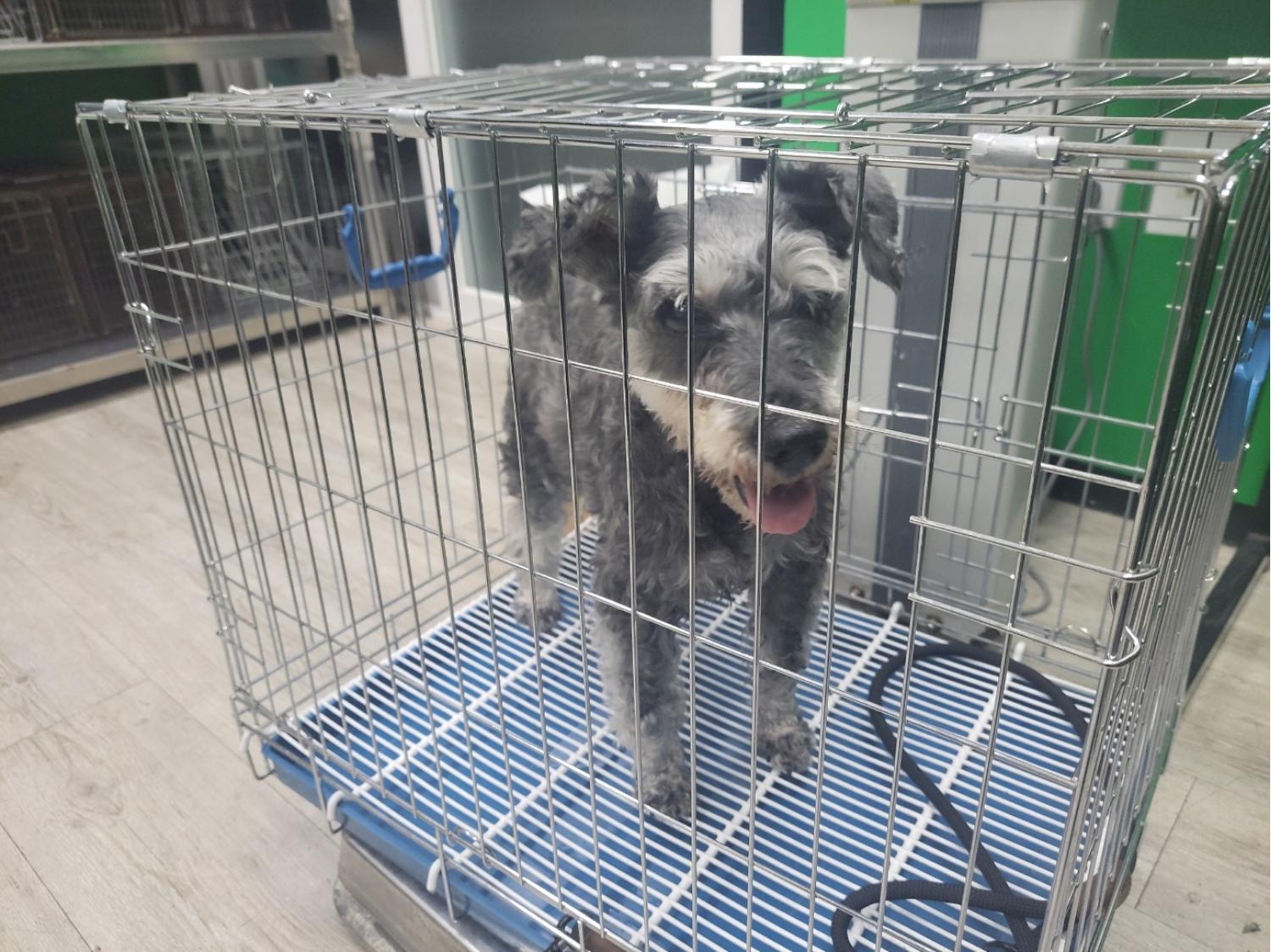 고양시동물보호센터_441394202301741