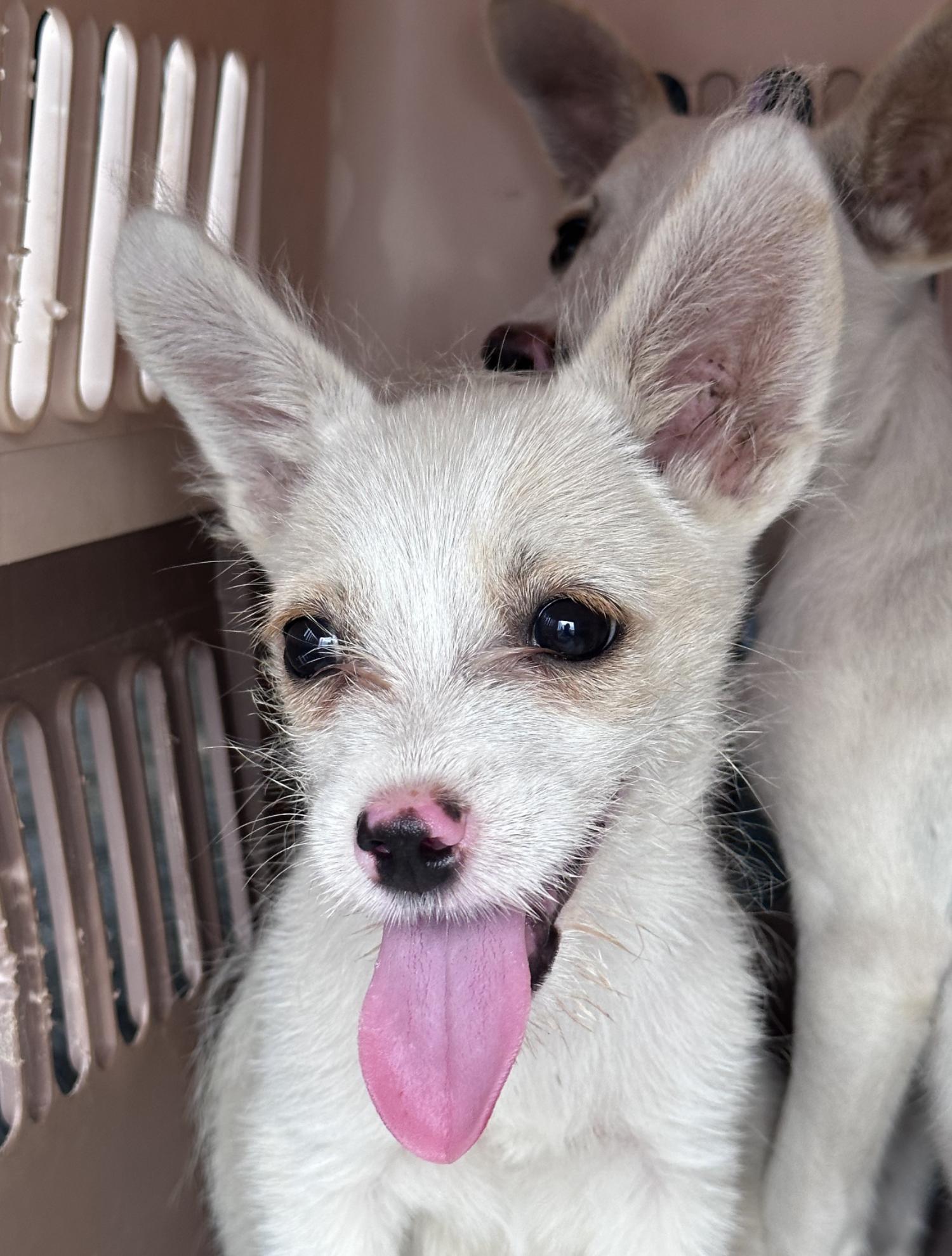 상주시 동물보호센터_447511202300761