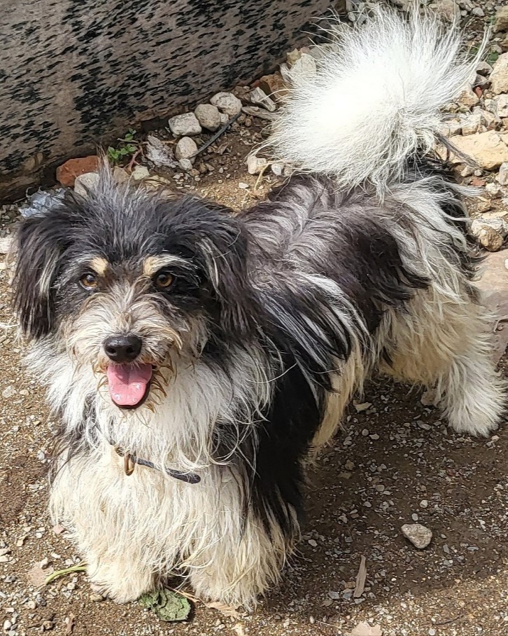 밀양시동물보호센터_448536202301762