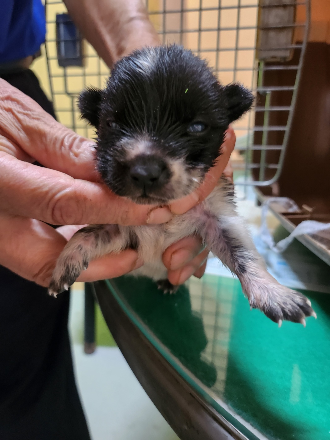 예산동물보호센터_444461202300520