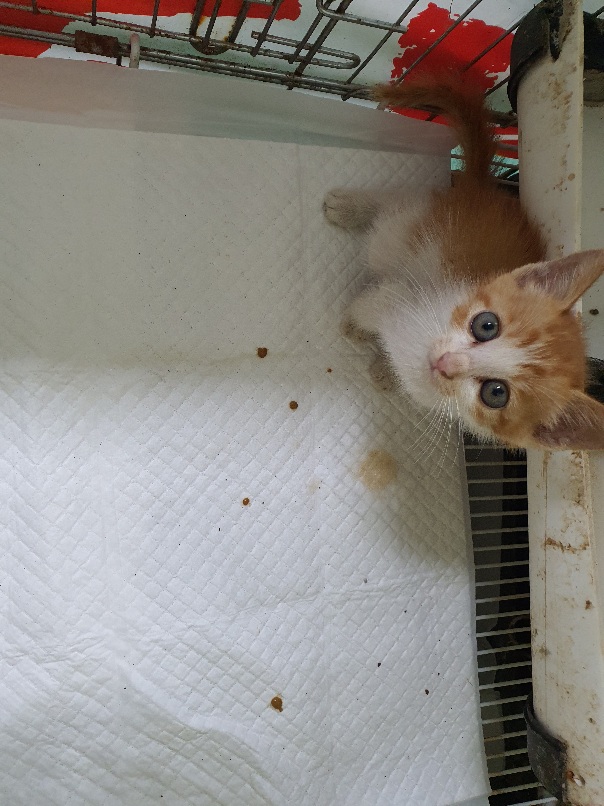 공주시 동물보호소_444450202300466
