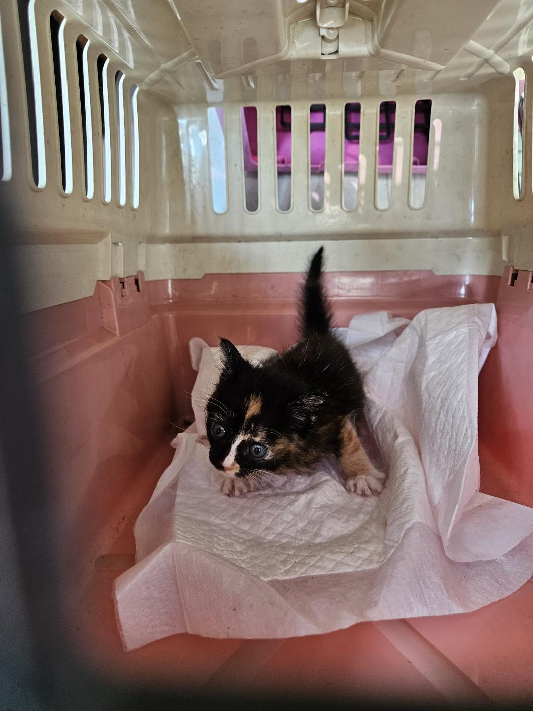 동물보호관리협회_426329202300743