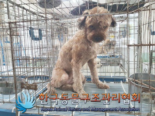 한국동물구조관리협회_411316202300553