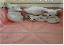 (사)유기동물및동물보호관리협회_426339202300244