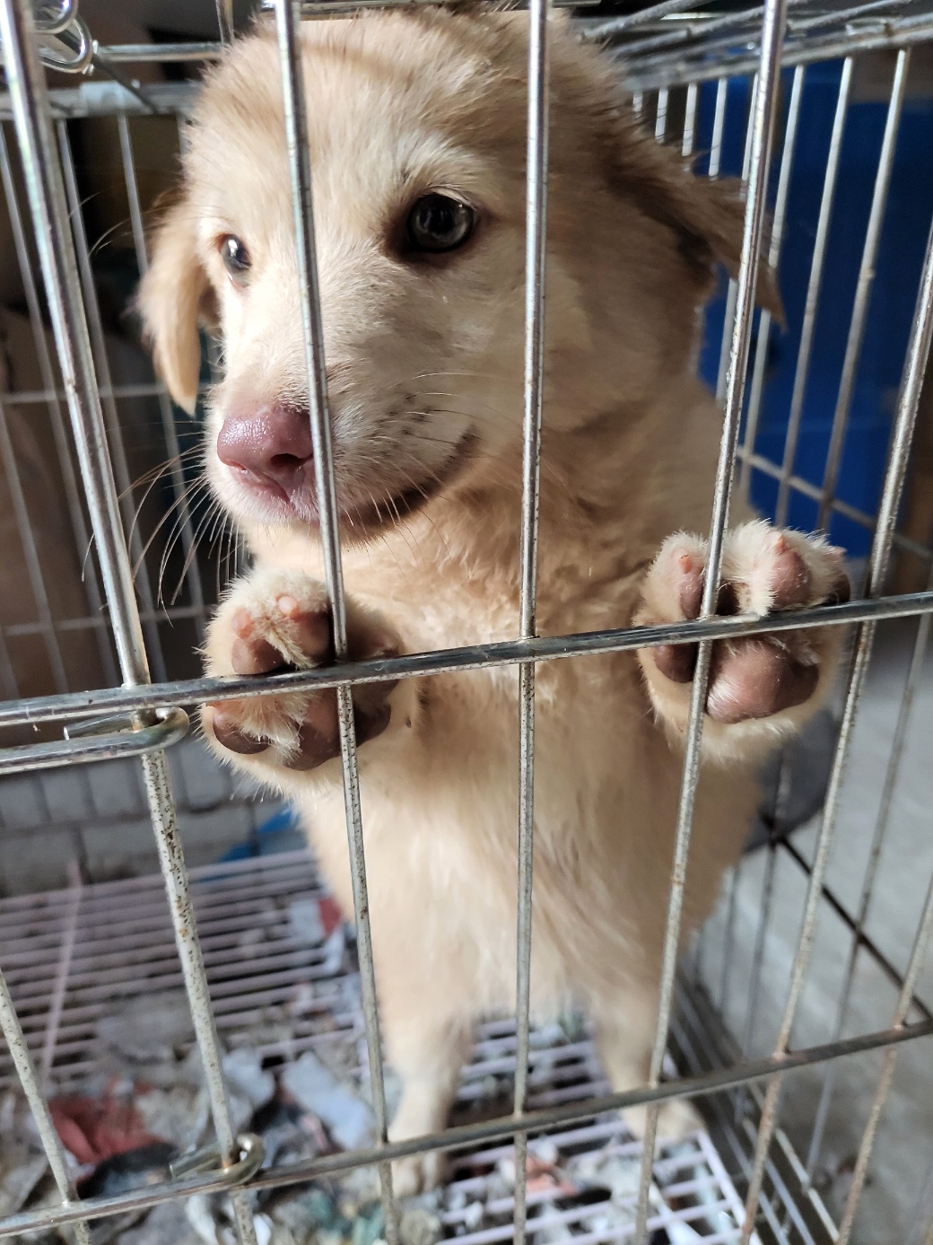 금일동물보호센터_444460202300694