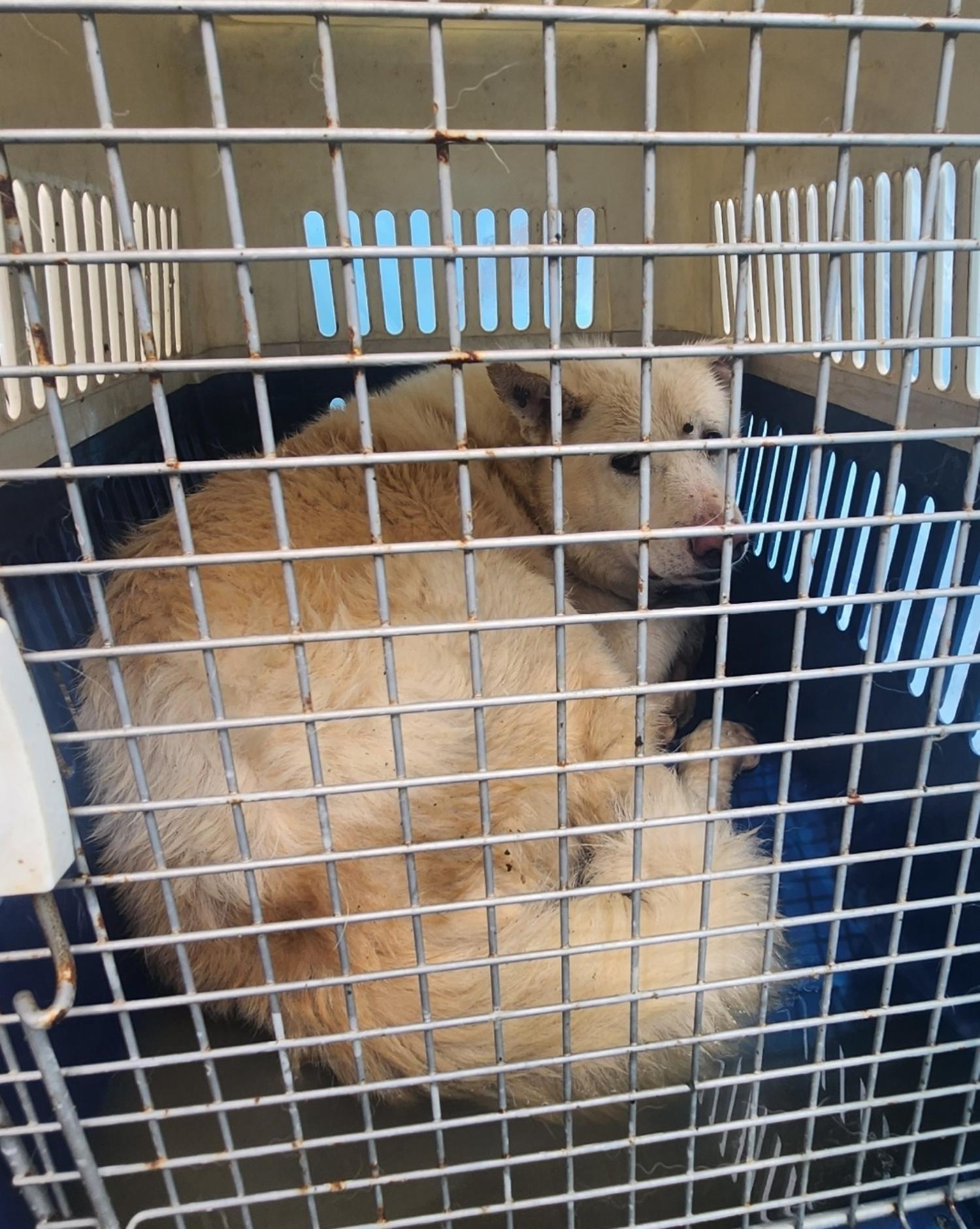 울산유기동물보호센터_431373202300928