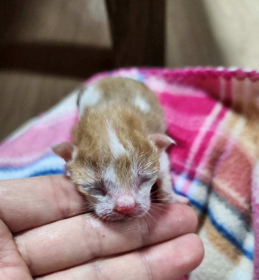 울산유기동물보호센터_431371202300413