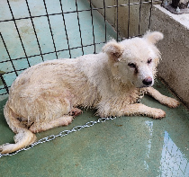 남부여동물병원_444457202300480