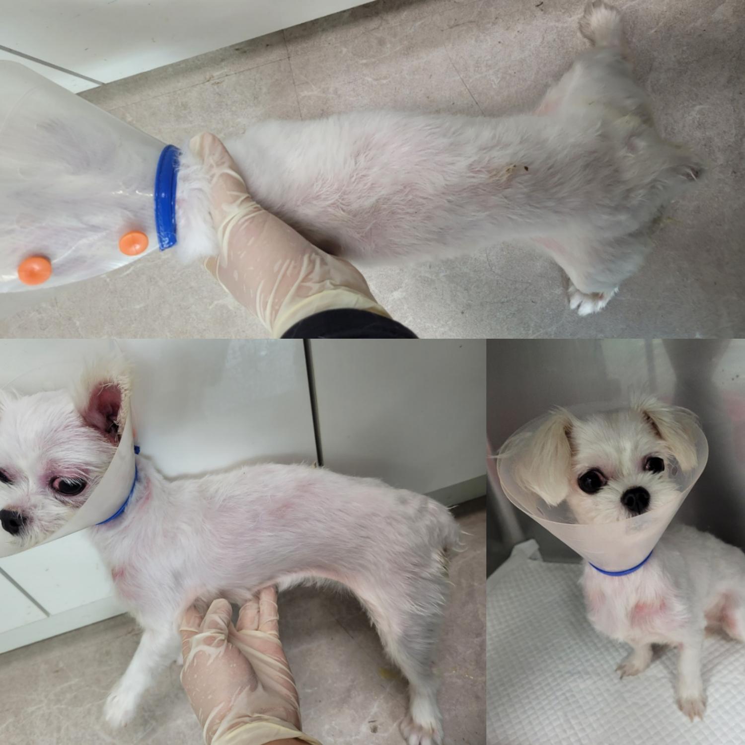 논산시 동물보호센터_444454202300692