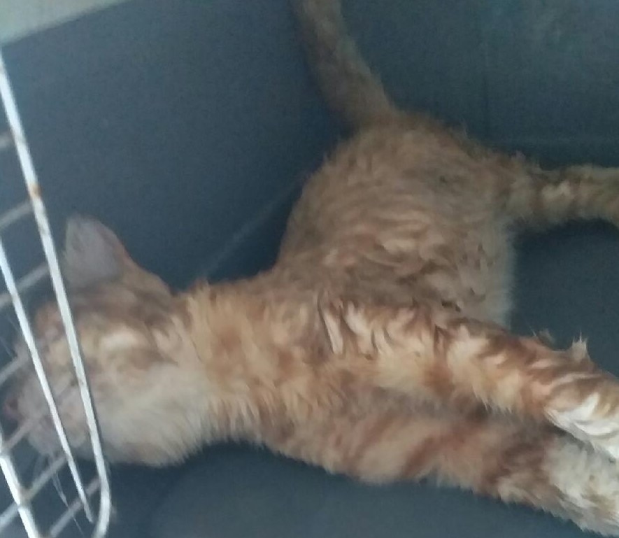 대구유기동물보호협회_427347202300759
