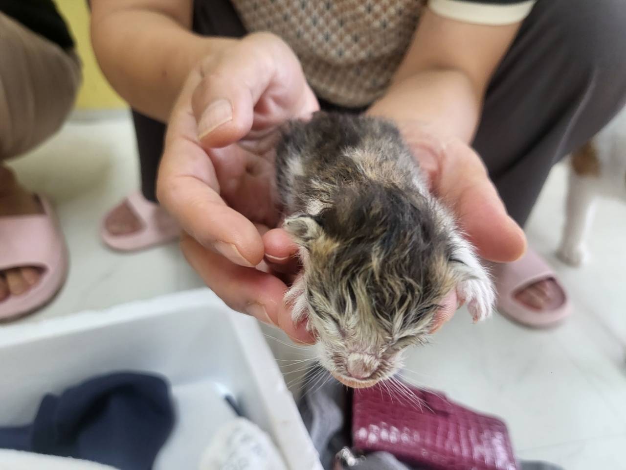 한국야생동물보호협회_441390202300454