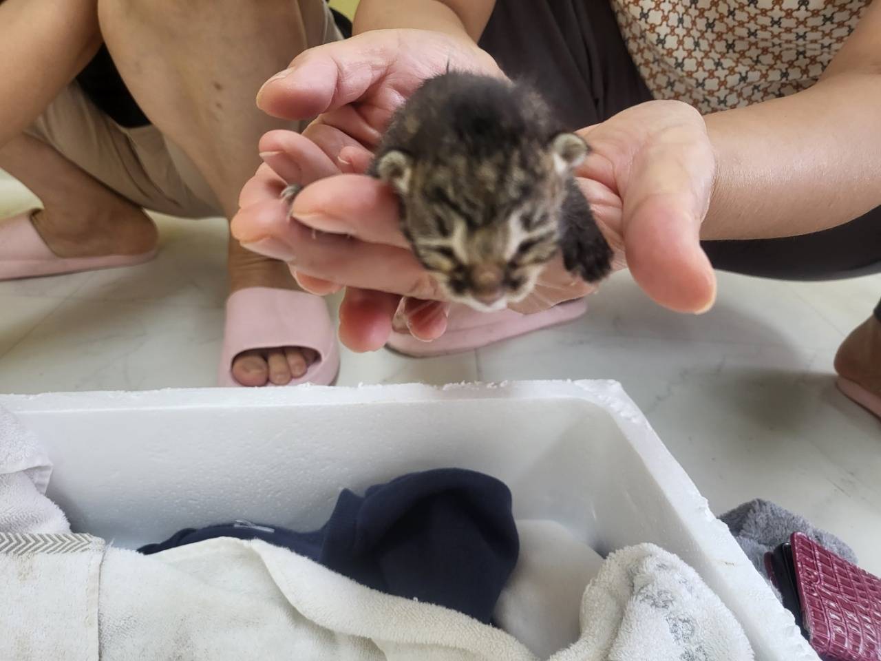 한국야생동물보호협회_441390202300453