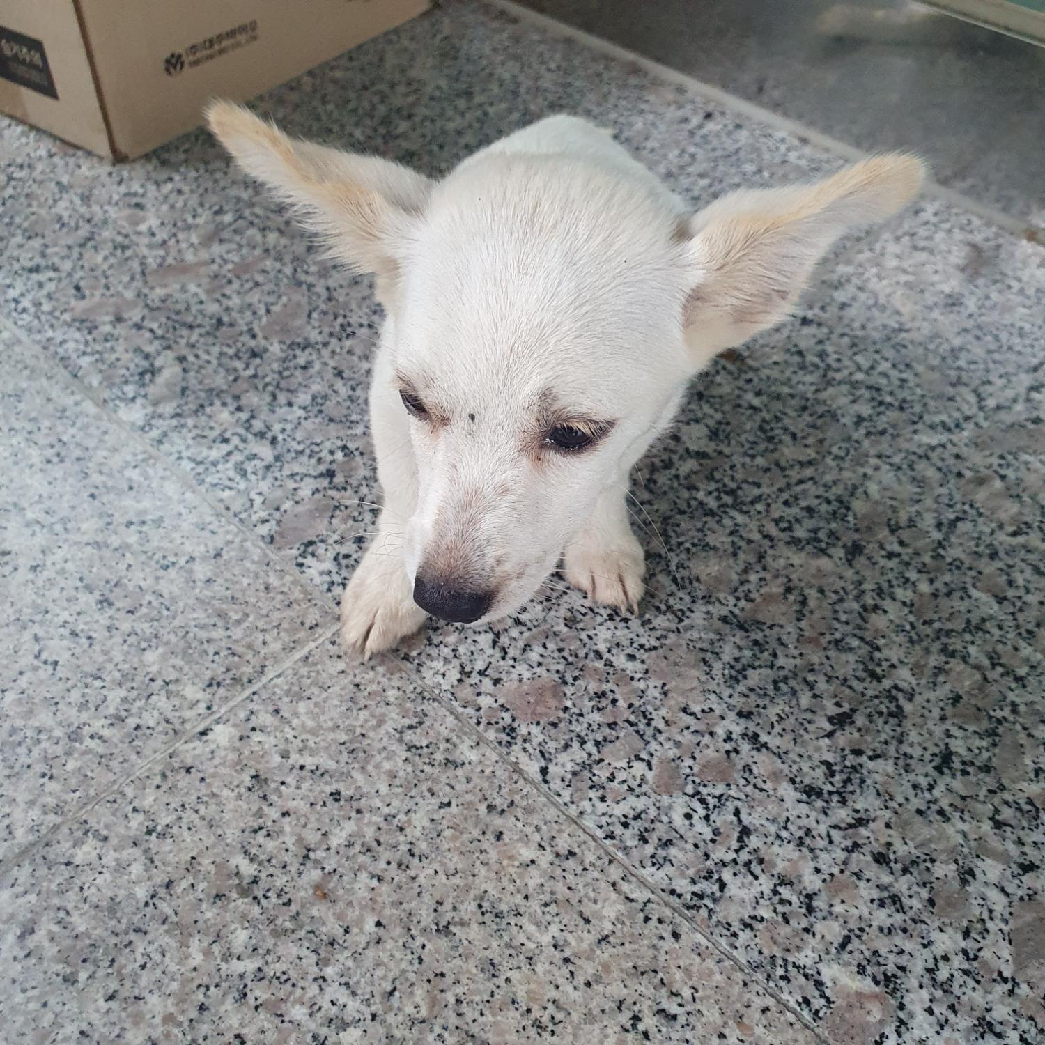 구미시 동물보호센터_447508202300842