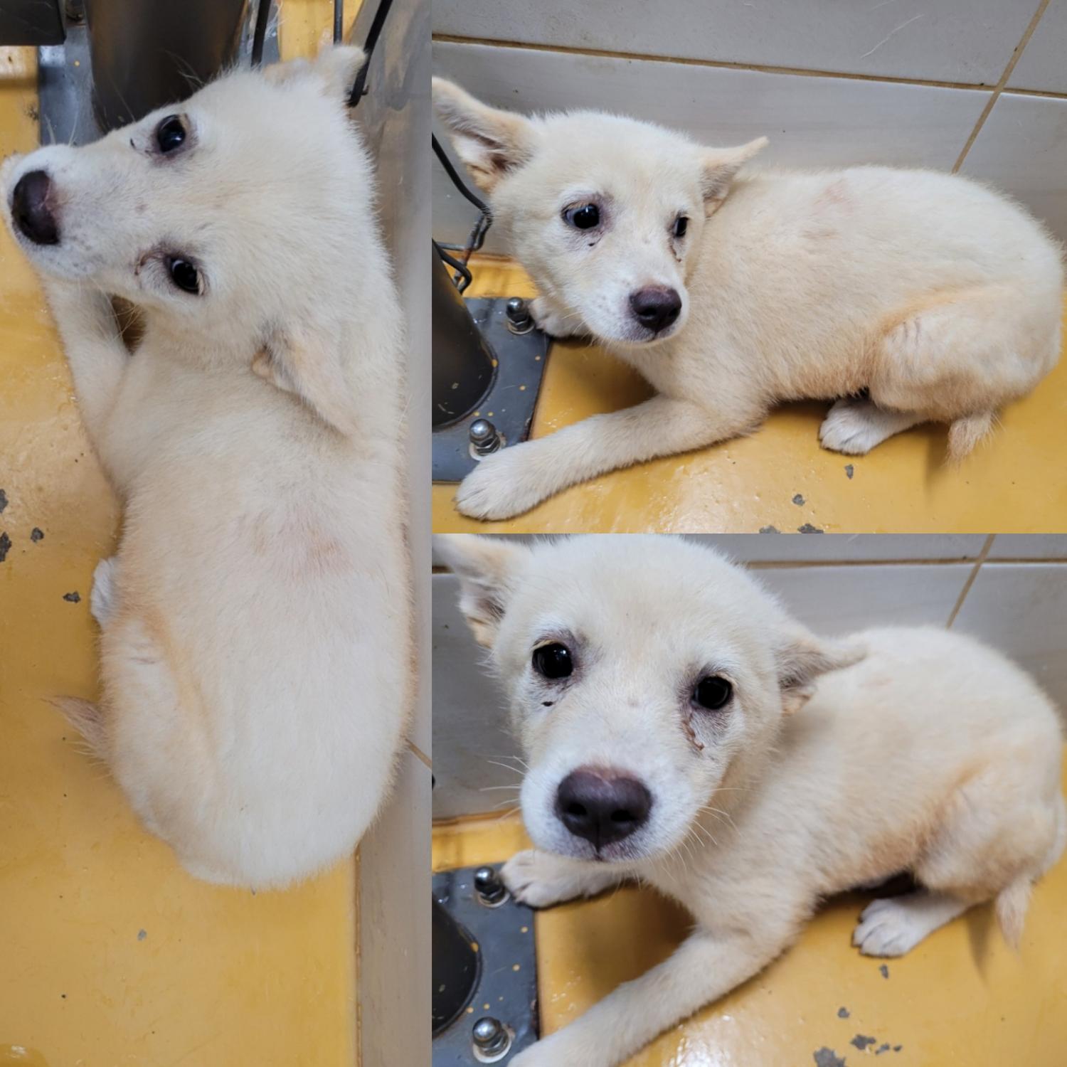 논산시 동물보호센터_444454202300694