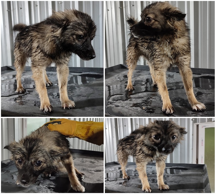 무안군유기동물보호소_446495202300246