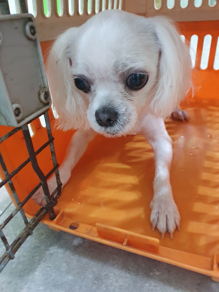 펫앤쉘터동물병원_441378202301427