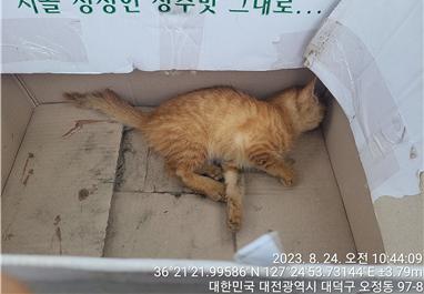 대전동물보호센터_430368202300414