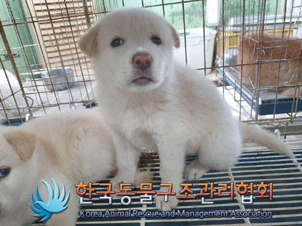 한국동물구조관리협회_441409202301312