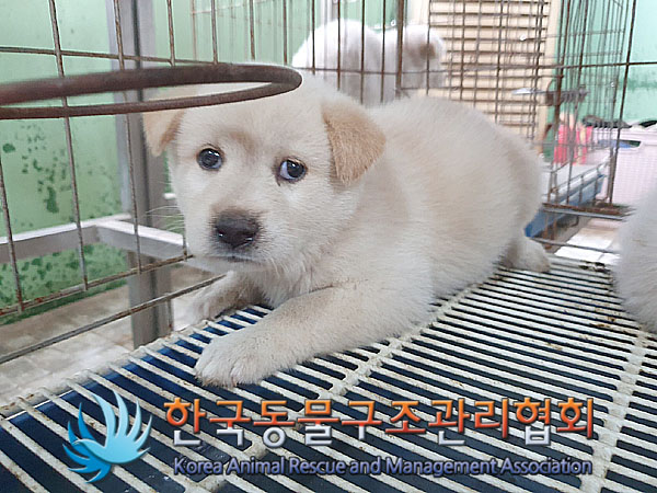 한국동물구조관리협회_441409202301313