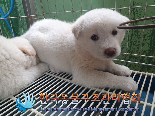 한국동물구조관리협회_441409202301317