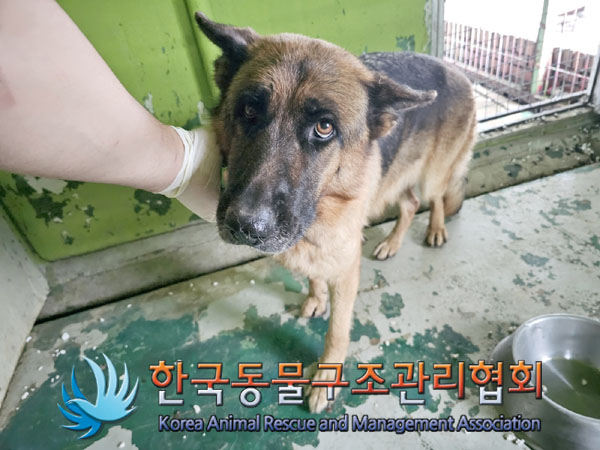 한국동물구조관리협회_441409202301318