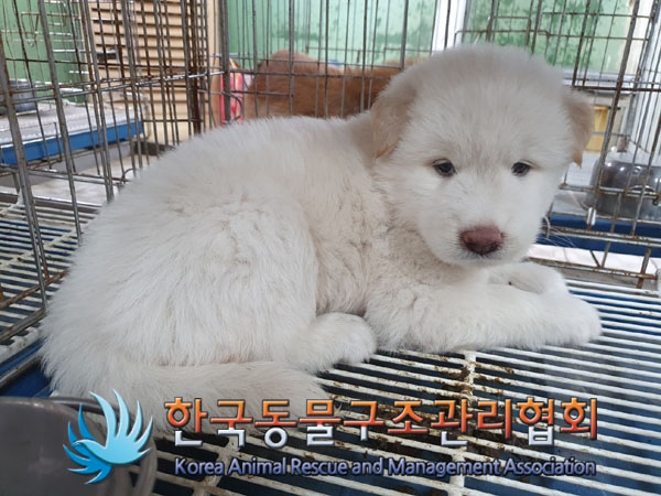 한국동물구조관리협회_441409202301315