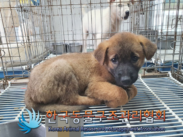 한국동물구조관리협회_441414202300626