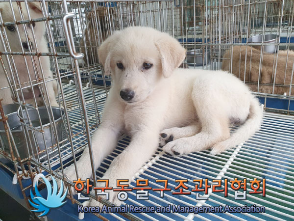 한국동물구조관리협회_441414202300629