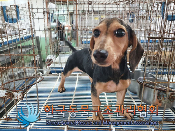 한국동물구조관리협회_411306202300534