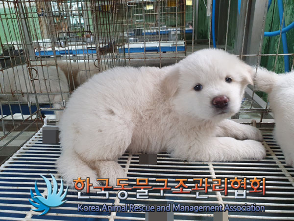 한국동물구조관리협회_441409202301316