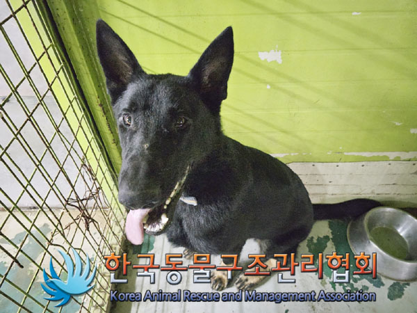 한국동물구조관리협회_441409202301319