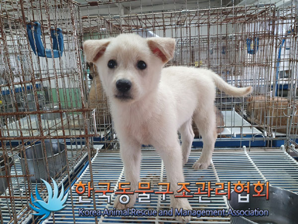 한국동물구조관리협회_441414202300628