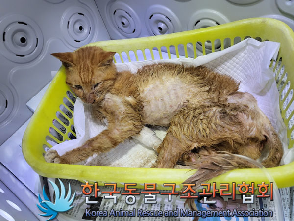 한국동물구조관리협회_441398202300325