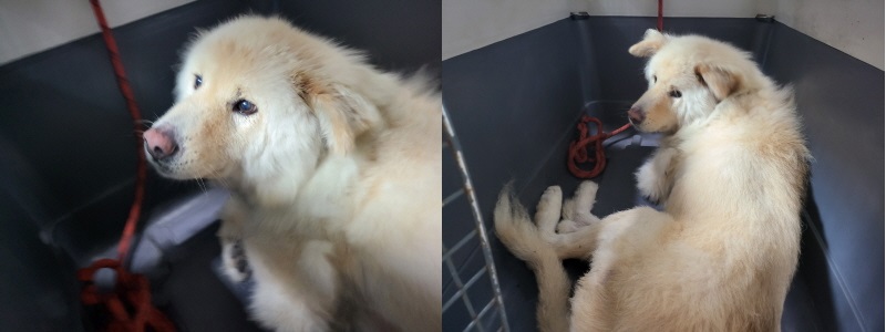 누리동물병원_426335202300316