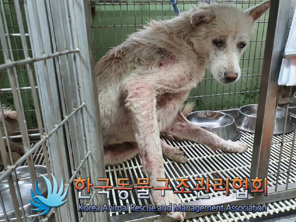 한국동물구조관리협회_441559202300866